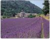 Коврик Natural Collection, LAVENDER FIELDS, спец. пластик Brite, 3мм (Fellowes, США)